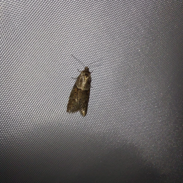 Tortricodes alternella - tavaszi sodrómoly