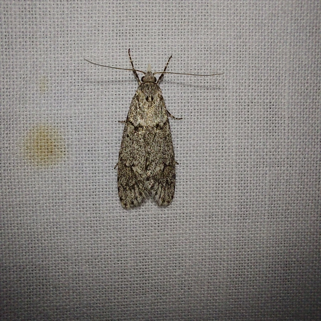 Diurnea fagella - szürke tavaszimoly