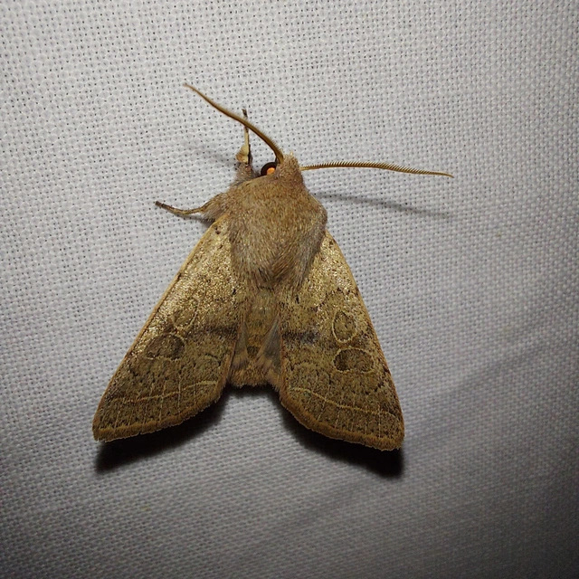 Orthosia cerasi - közepes barkabagoly