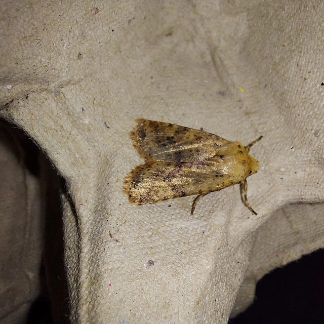 Conistra rubiginea - vörös őszibagoly