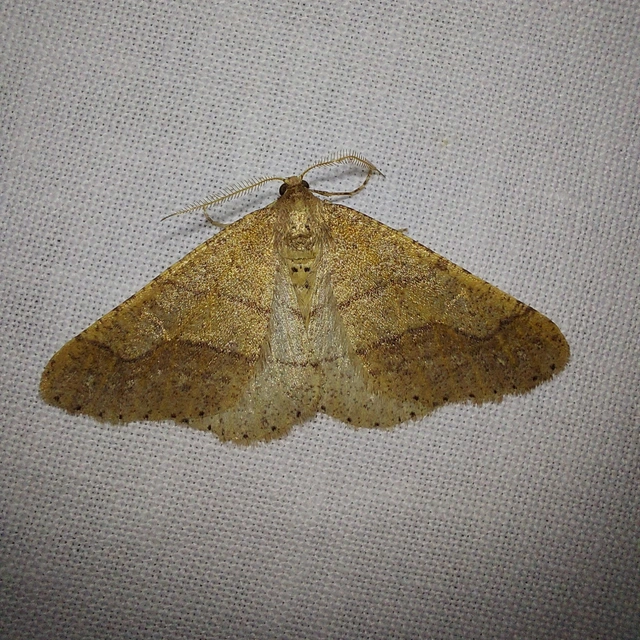 Agriopis marginaria - sárgás téliaraszoló