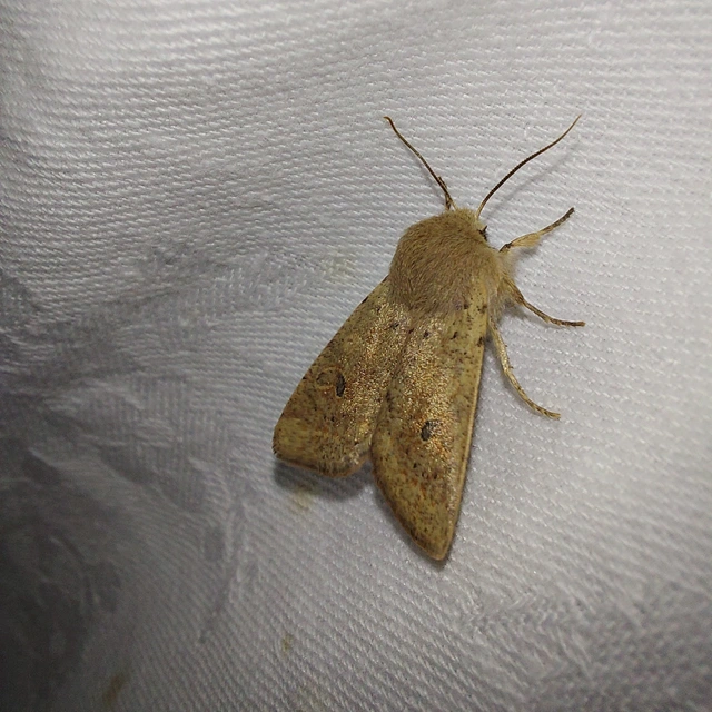 Orthosia cruda - kis barkabagoly