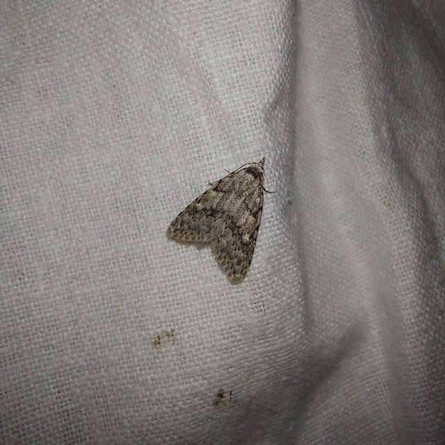 Nola cicatricalis - szürke pamacsosszövő