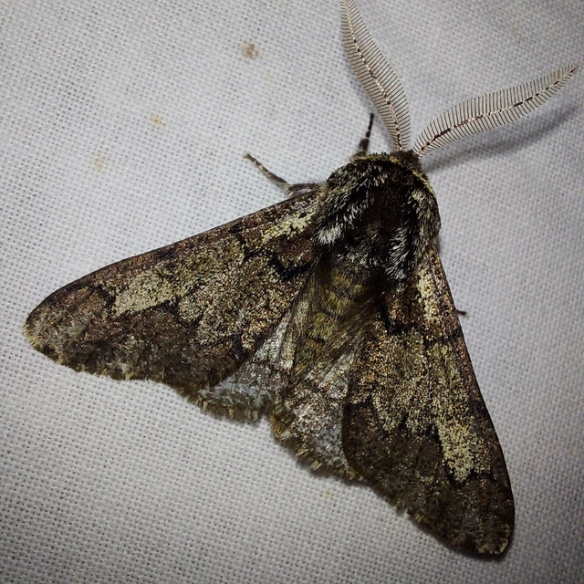 Biston strataria - barnapettyes araszoló