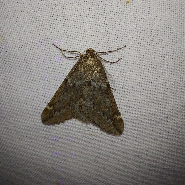 Alsophila aescularia - vadgesztenye-araszoló