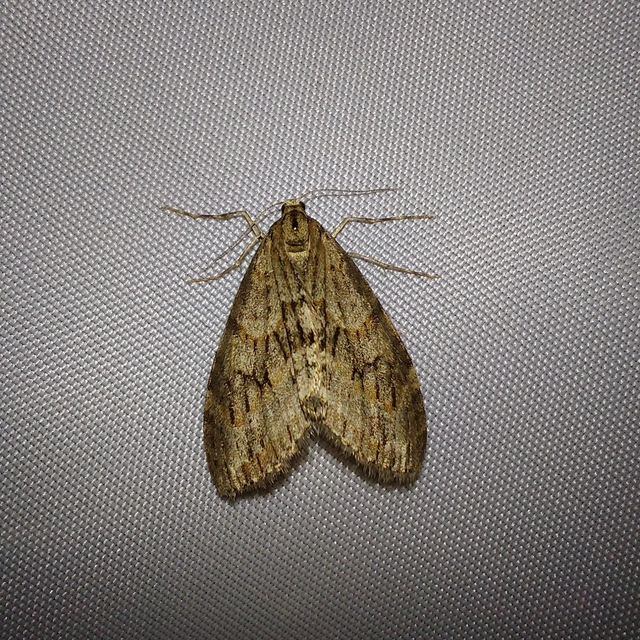 Trichopteryx polycommata - kőrisfa-lebenyesaraszoló