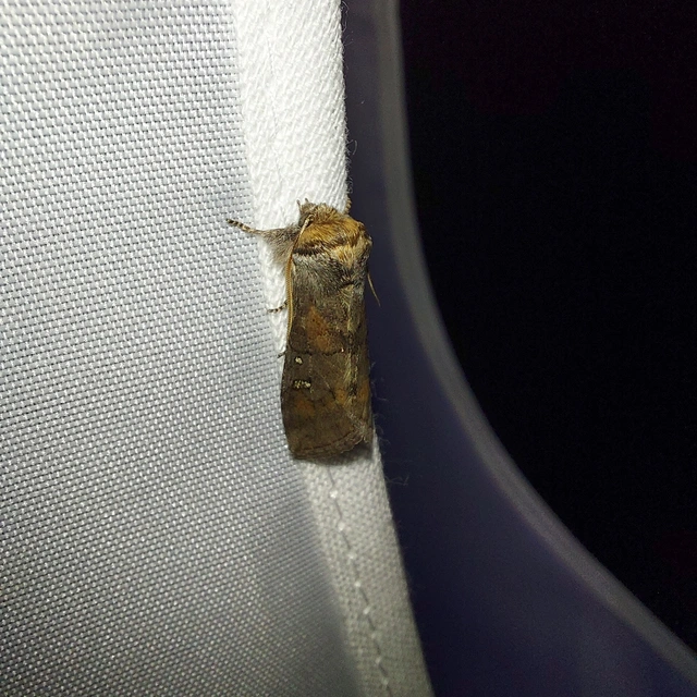 Asphalia ruficollis - vörösnyakú pihésszövő
