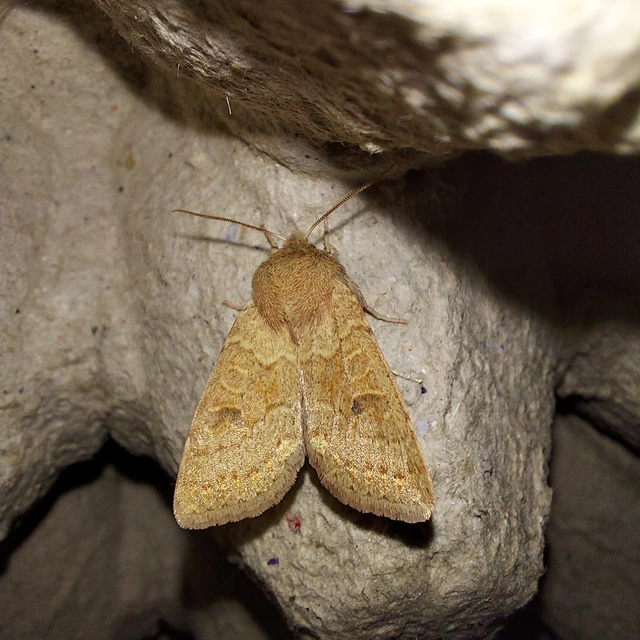 Orthosia miniosa - sárgás barkabagoly