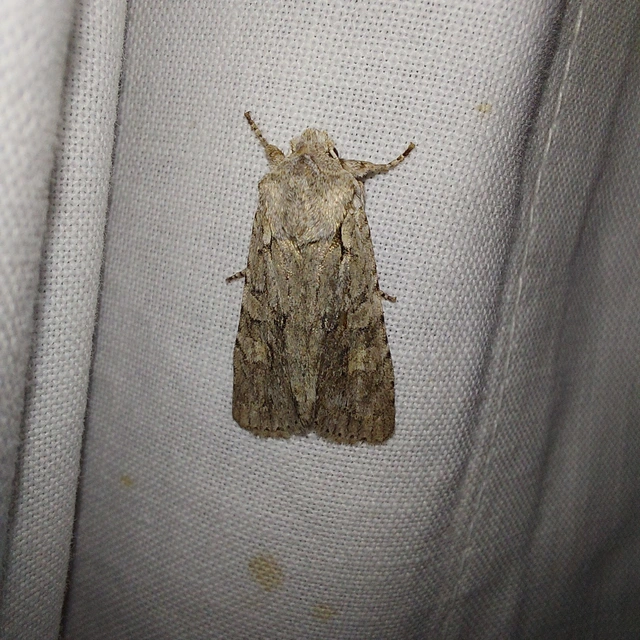 Lithophane ornitopus - közönséges fabagoly