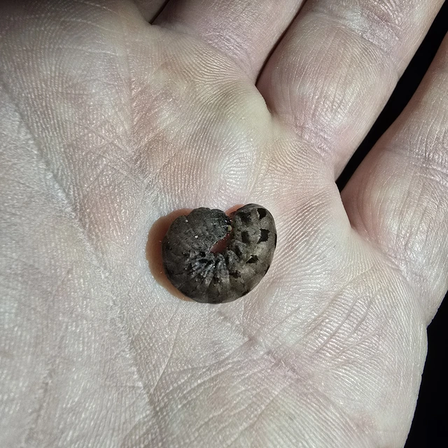 Epilecta linogrisea - karcsú sárgafűbagoly