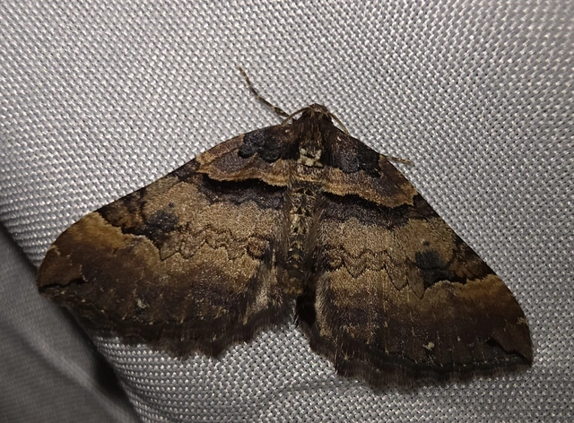 Earophila badiata - csipkerózsa-araszoló
