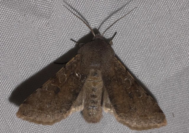 Orthosia incerta - változékony barkabagoly
