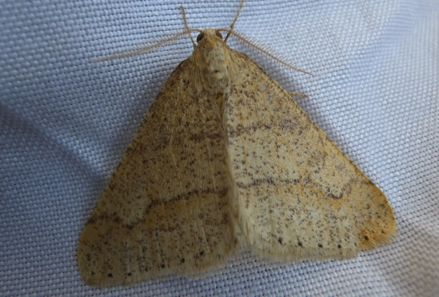 Agriopis marginaria - sárgás téliaraszoló