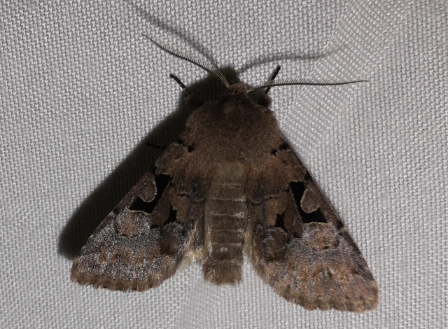 Orthosia gothica - feketefoltos barkabagoly