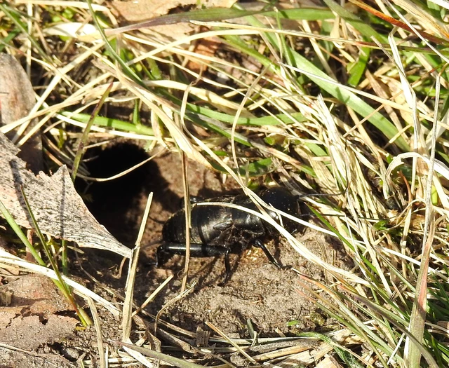 Gryllus campestris - mezei tücsök Gryllus campestris - mezei tücsök