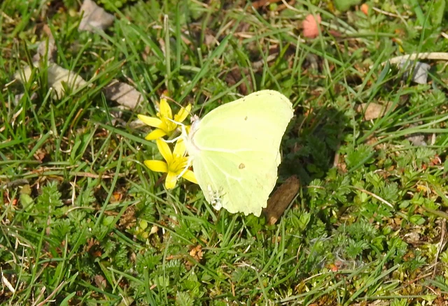 Gonepteryx rhamni - citromlepke