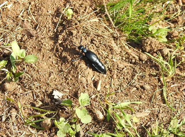 Meloe proscarabaeus - közönséges nünüke