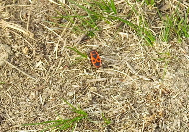 Pyrrhocoris apterus - verőköltő poloska
