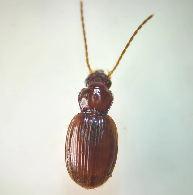 Trechus pilisensis - pilisi fürgefutonc