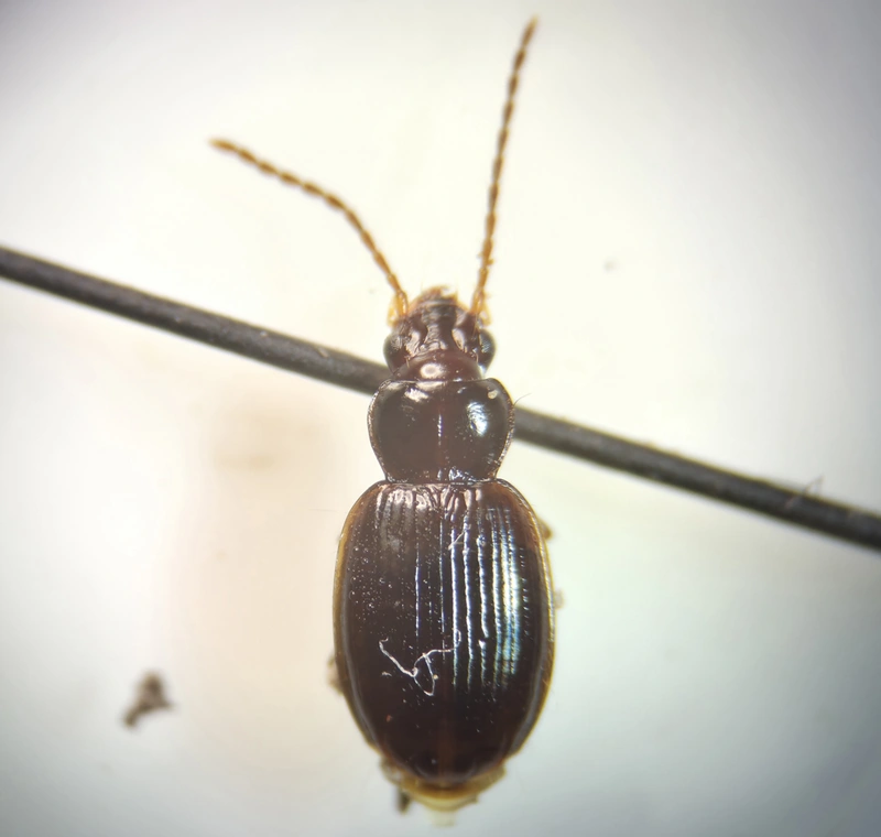 Trechus pilisensis - pilisi fürgefutonc