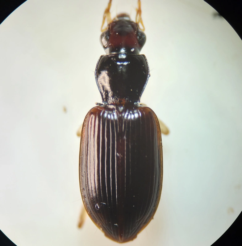 Paranchus albipes - sárgalábú kisfutó