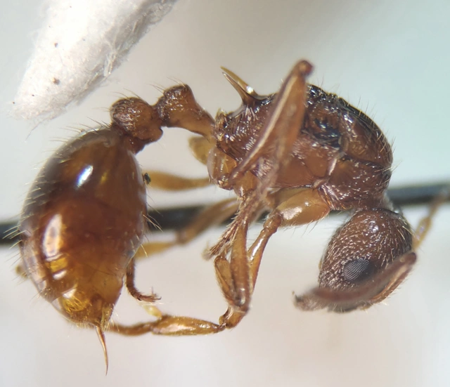 Myrmica ruginodis - erdei bütyköshangya