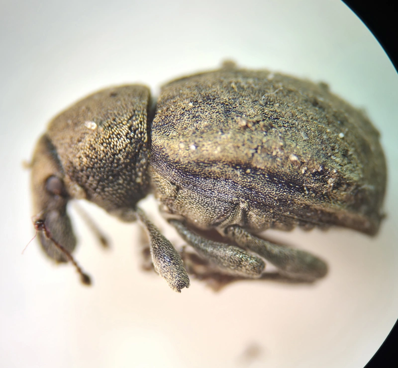 Tropiphorus micans - medvehagyma-ormányos