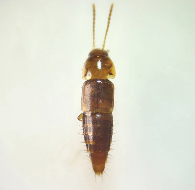 Tachyporus nitidulus - kis kószaholyva