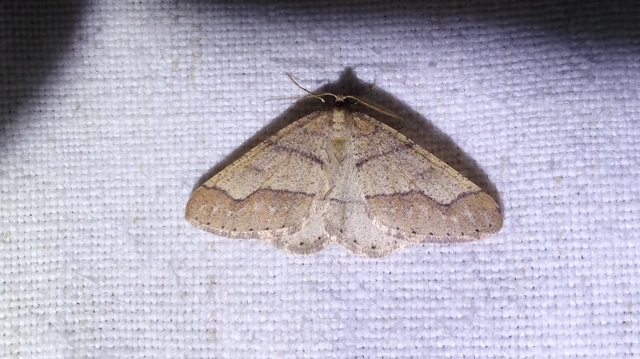 Agriopis marginaria - sárgás téliaraszoló