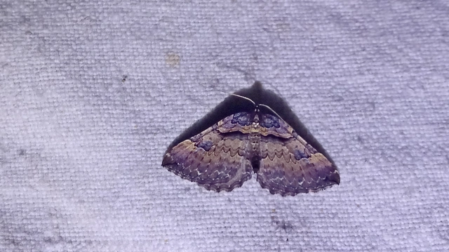 Earophila badiata - csipkerózsa-araszoló