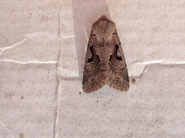 Orthosia gothica - feketefoltos barkabagoly