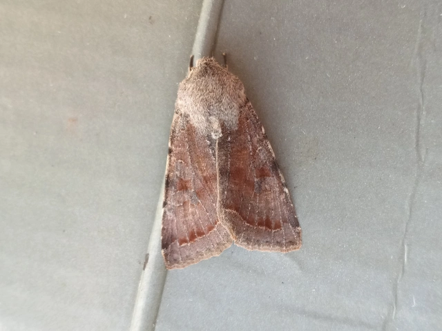 Orthosia incerta - változékony barkabagoly