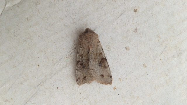 Orthosia incerta - változékony barkabagoly