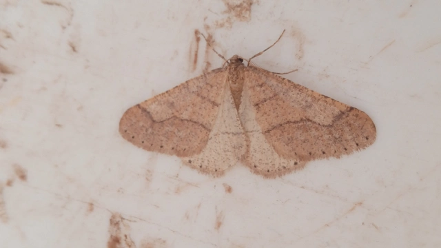 Agriopis marginaria - sárgás téliaraszoló