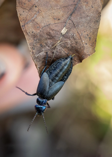 Meloe decorus - csinos nünüke