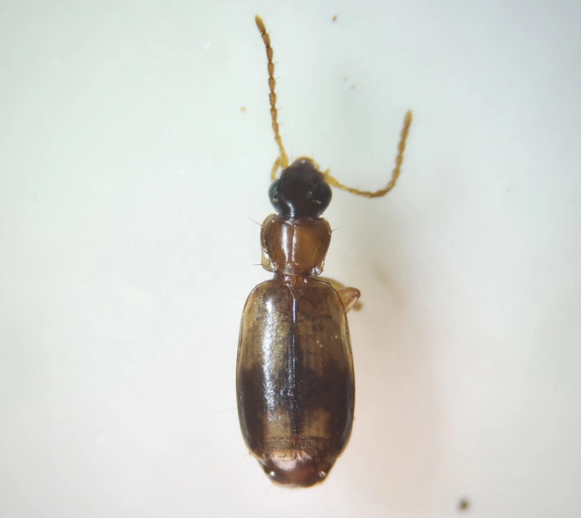 Philorhizus notatus - sárgavállú kéregfutó