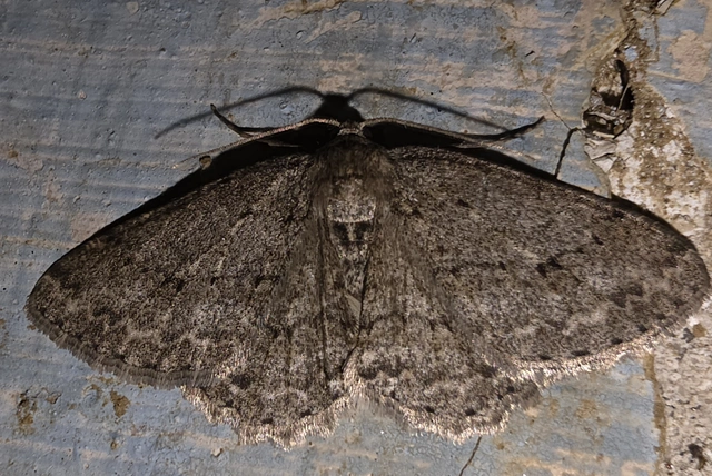 Ectropis crepuscularia - avararaszoló