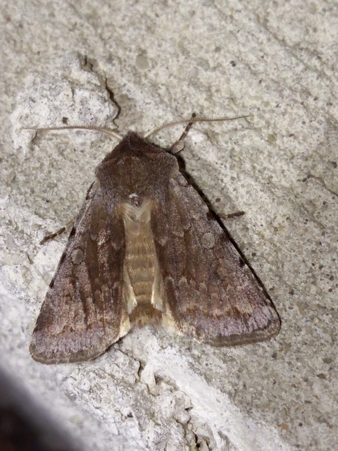 Cerastis rubricosa - vörhenyes tavaszibagoly