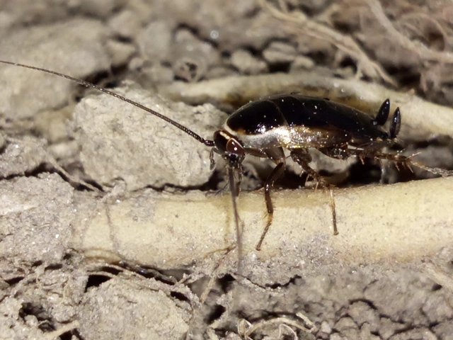 Blattodea - Csótányok Blattodea - Csótányok