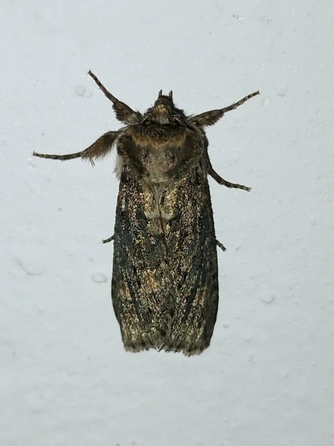 Polyploca ridens - zöldes pihésszövő