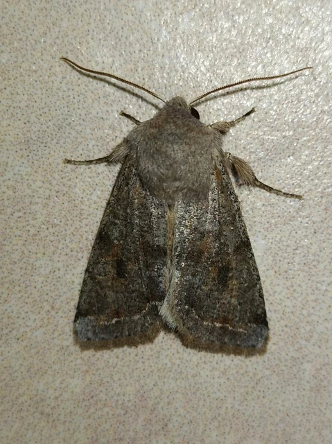 Orthosia incerta - változékony barkabagoly