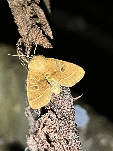 Orthosia cerasi - közepes barkabagoly