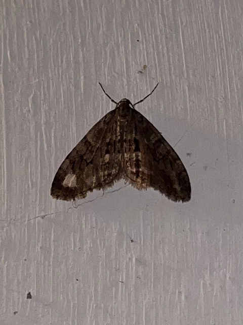 Trichopteryx polycommata - kőrisfa-lebenyesaraszoló