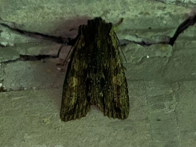 Lithophane semibrunnea - keskenyszárnyú fabagoly