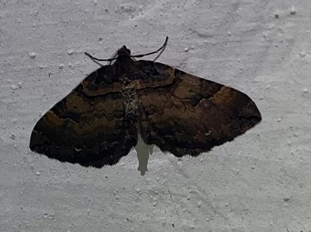 Earophila badiata - csipkerózsa-araszoló
