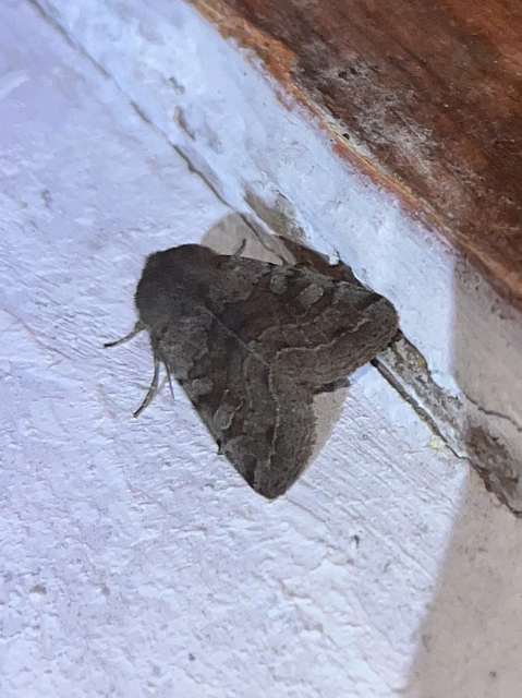 Orthosia incerta - változékony barkabagoly
