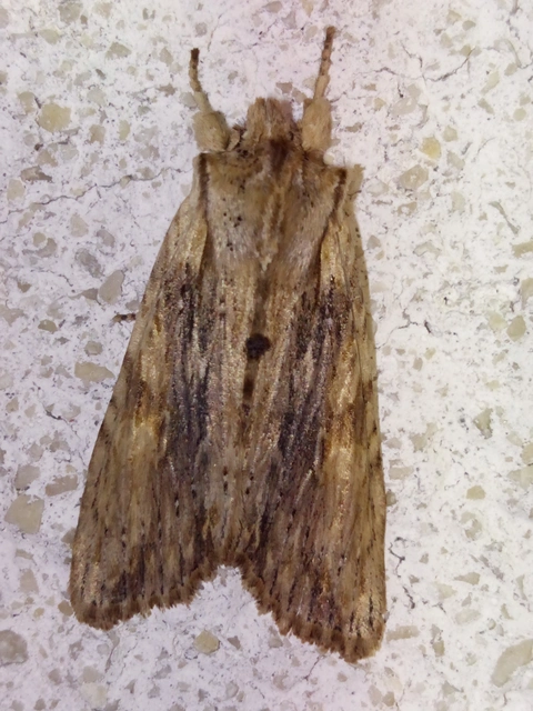 Lithophane socia - barna fabagoly