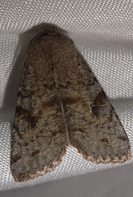 Orthosia incerta - változékony barkabagoly