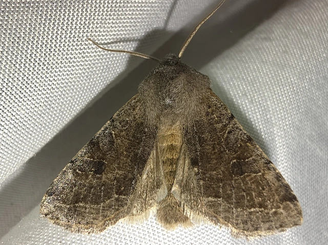 Orthosia incerta - változékony barkabagoly