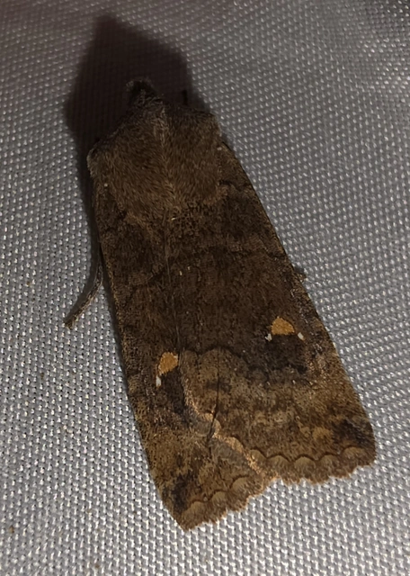 Eupsilia transversa - holdacskás télibagoly
